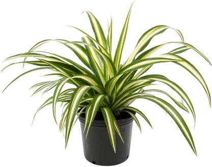 Spider Plant