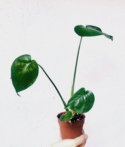 Monstera Deliciosa