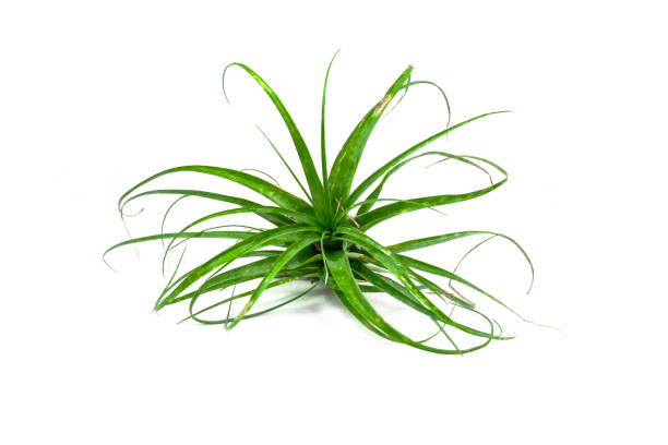 Small Air Plant – Uvida Shop: Boston's first Zero Waste Store